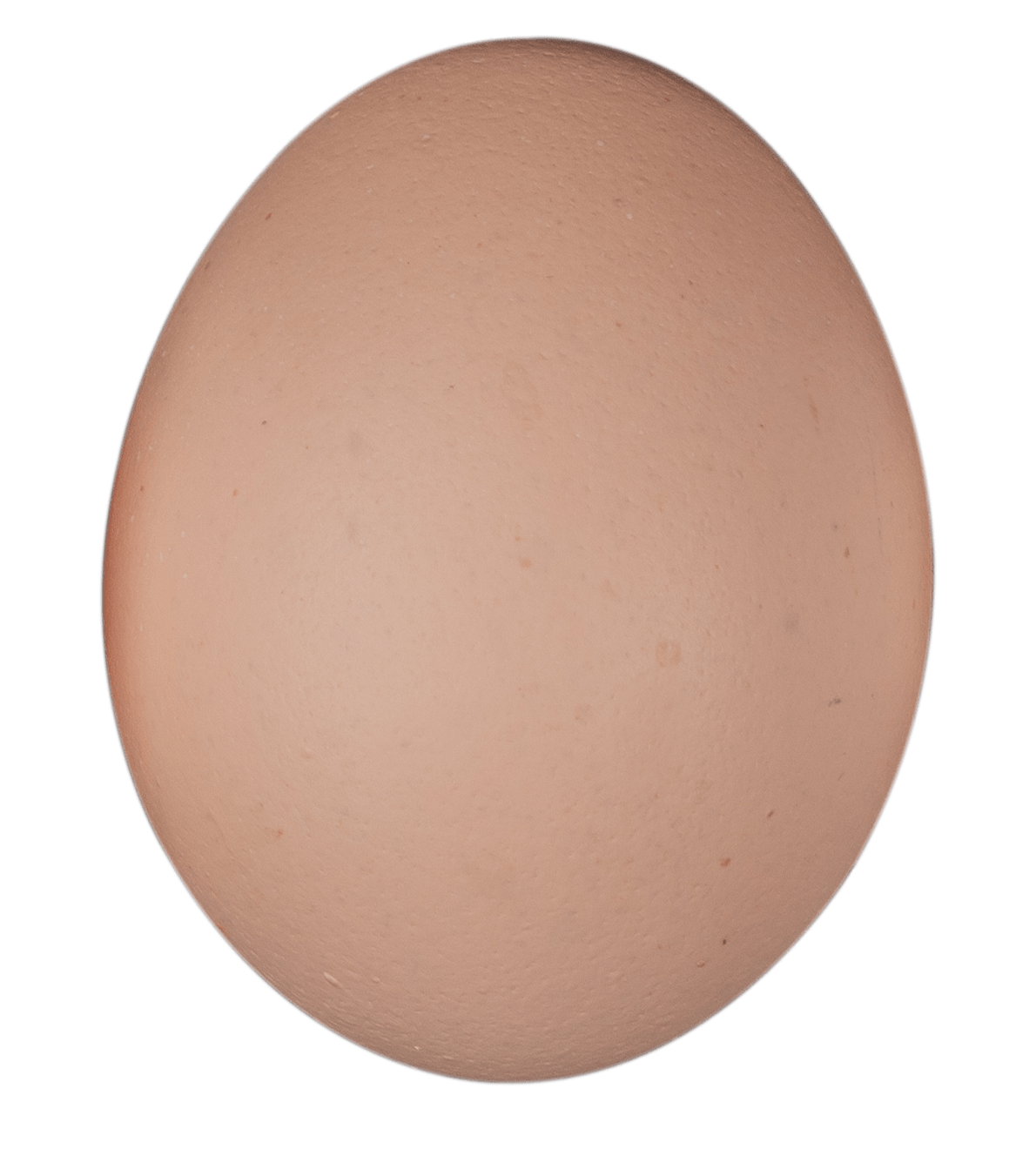 ross 308 damızlık yumurta